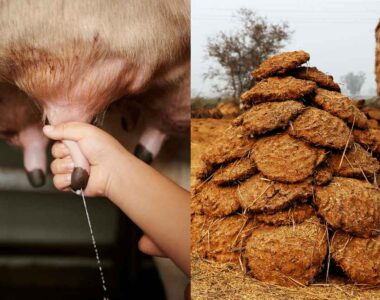 Benefits of Cow Dung