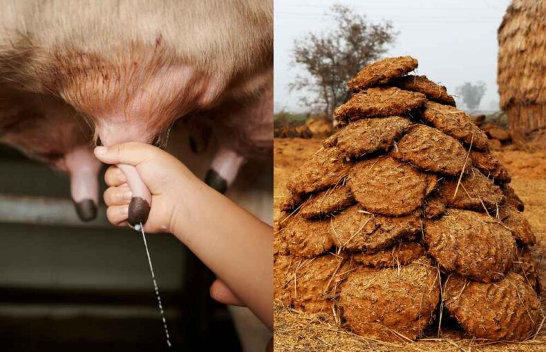 Benefits of Cow Dung