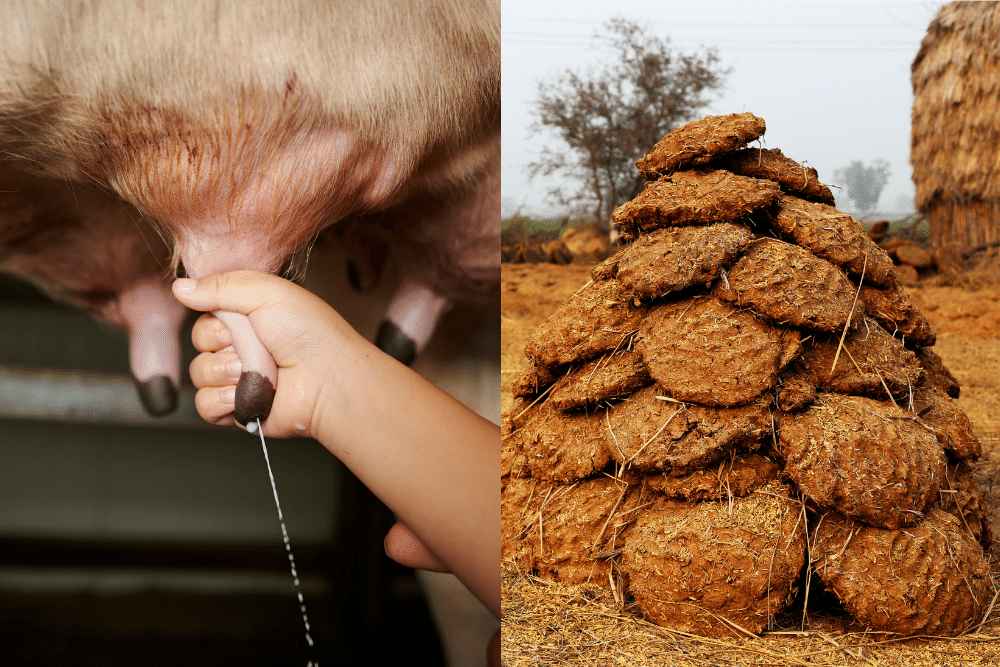 Benefits of Cow Dung – A Complete Guide to Nature’s Hidden Gold